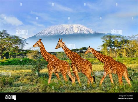 Giraffes And Mount Kilimanjaro In Amboseli National Park Stock Photo