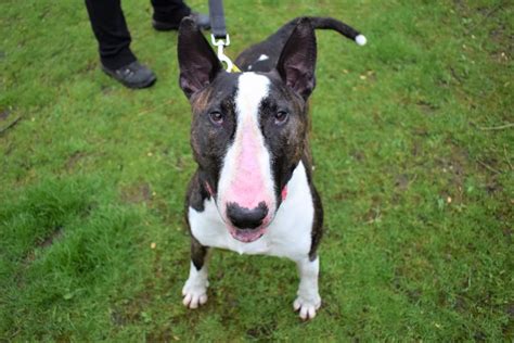 Rico Dogs Trust English Bull Terriers Rehoming Pooch Rescue