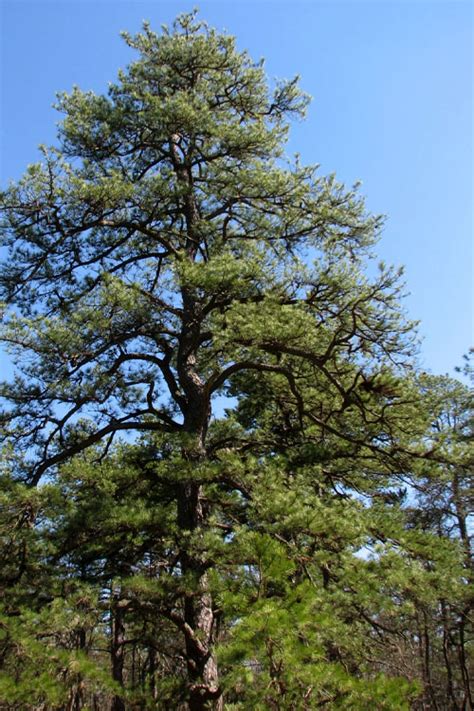 Buy Pitch Pine Tree (Pinus rigida) | FREE SHIPPING | Wilson Bros ...