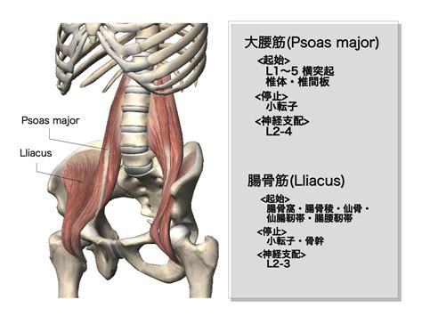 理学療法の評価と治療 腸腰筋の起始・停止