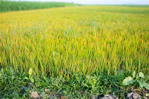 Sementes De Arroz A Serem Plantadas Nos Campos De Arroz 17600775 Foto