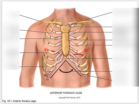 Anterior Thoracic Cage Exam Diagram Quizlet