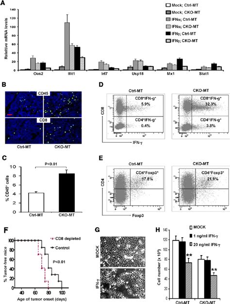 Analysis Of Immune Responsive Genes And Infiltration Of Effector T