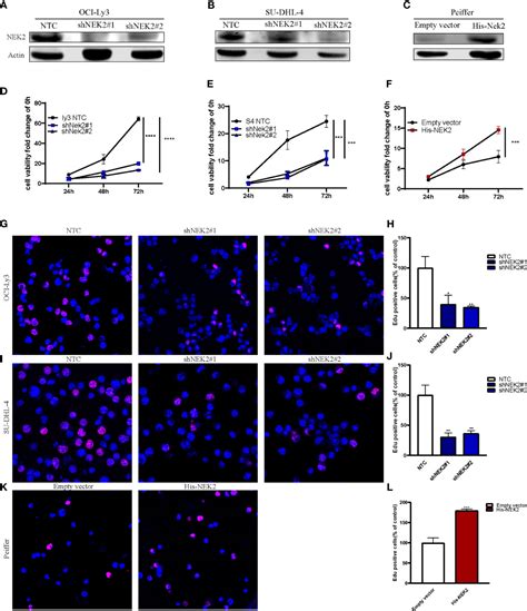 Frontiers NEK2 Promotes Cell Proliferation And Glycolysis By