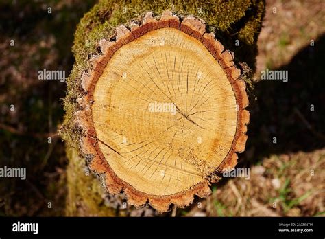 Baumstamm Querschnitt Fotos Und Bildmaterial In Hoher Aufl Sung Alamy