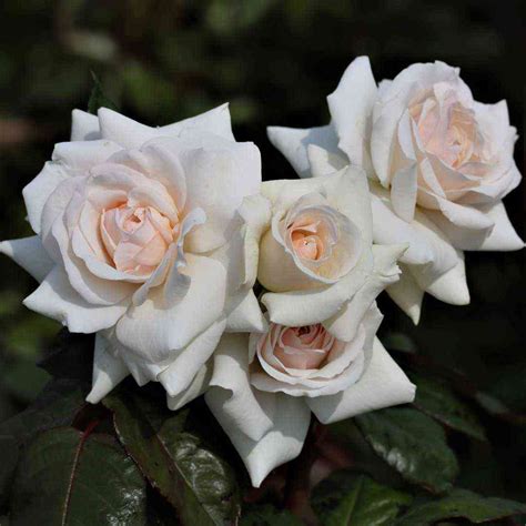 Сван Лейк (Swan Lake) • Питомник роз "Александра" • Саженцы роз в ...