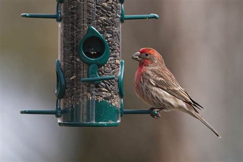 What Do House Finches Eat? 10 Typical Foods - Optics Mag