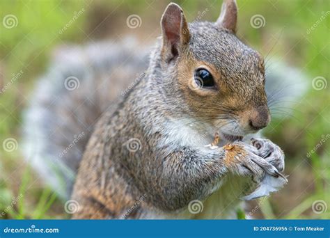 Este Gris Ardilla Sciurus Carolinensis Retrato Foto De Archivo Imagen