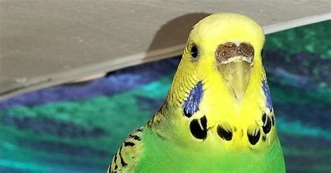 Budgie Ceres Album On Imgur