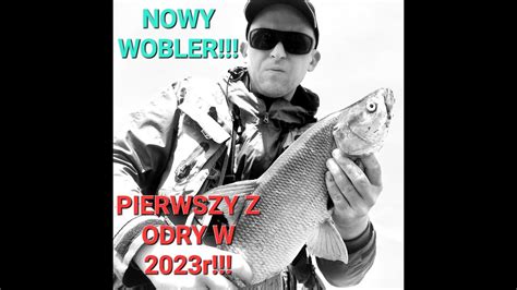 Pierwszy boleń z Odry w 2023r na wobler HAND MADE ryby po zatruciu