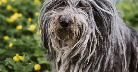 Bergamasco Sheepdog Breed Information And Characteristics