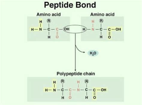 Peptide Bond In Biology