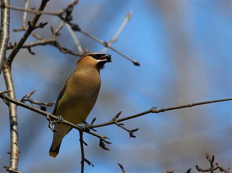 What Do Cedar Waxwings Eat Complete Guide Birdfact