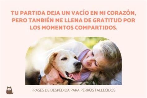 10 Emotivas Frases De Despedida Para Tu Perro Fallecido En 2021