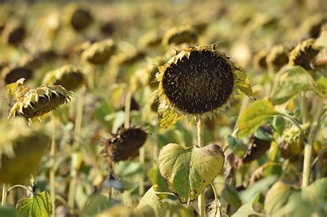 How to Harvest Sunflower Seeds | Gardener's Path