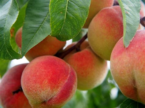 A Guide To Growing Peaches In Your Garden The Tree Center™