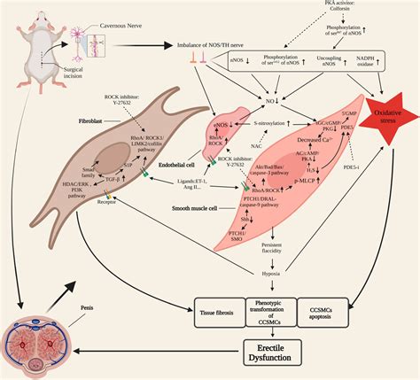 Frontiers | Molecular pathogenesis and treatment of cavernous nerve ...