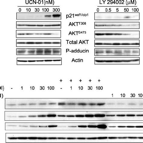 The Putative Effects Of Ucn 01 On Protein Kinase C Andor Pdk1akt Are Download Scientific