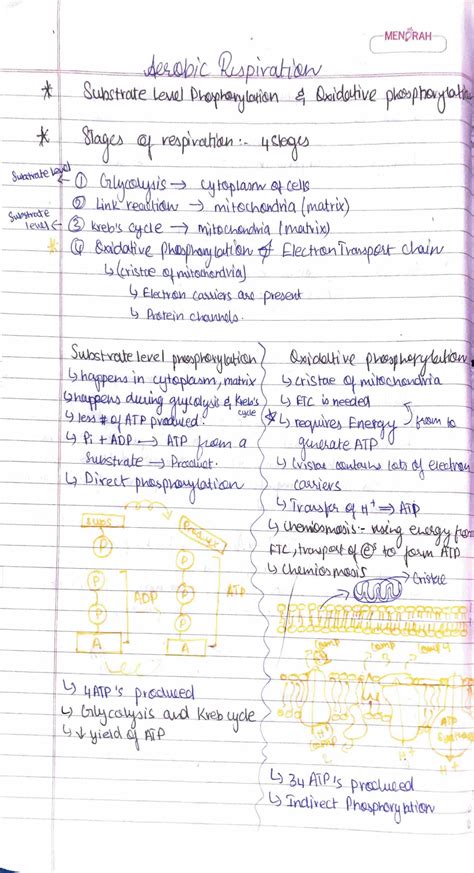 Solution Respiration Handwritten Notes A Level Biology Studypool