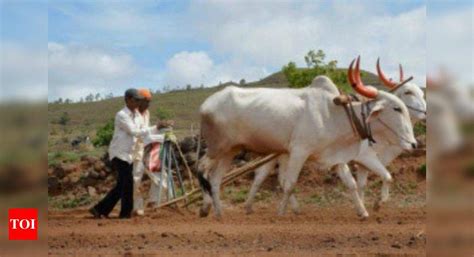 Farmers Suicides Maharashtra Govt Promises To Waive Loans Of All 89 Lakh Farmers By December