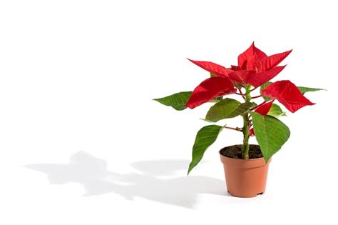 Premium Photo | Potted christmas poinsettia