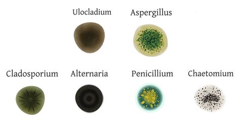 Understanding Mold Types And Their Impact On Indoor Air Quality Maven