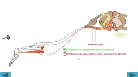 Le Système Nerveux Larc Reflexe Youtube