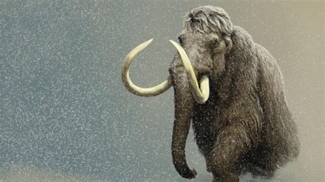 Last mammoths on Alaska island likely died of thirst - Technology ...