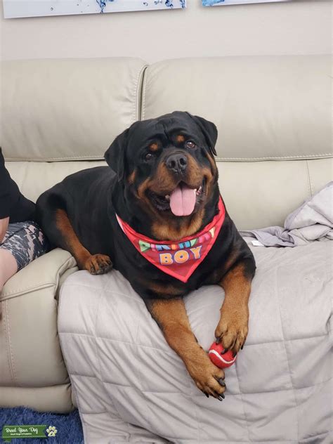 Purebred German Rottweiler - Stud Dog in Florida, the United States