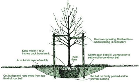 Elm Cultivation