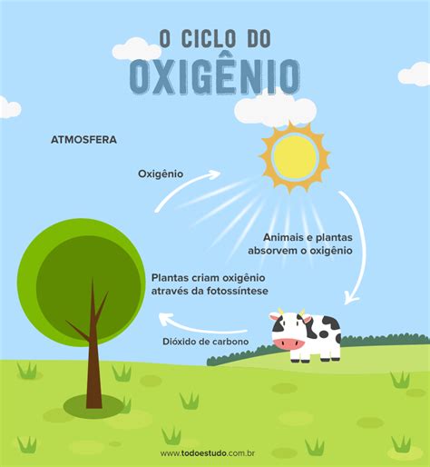 Todo Ser Vivo Precisa De Oxigênio - Ciclo Do Oxigênio: Entenda Como Funciona – FDOMF