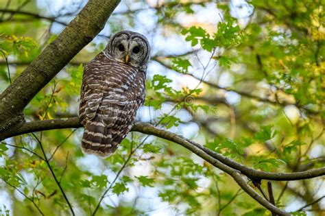 Barred Owl Strix Varia Also Known As The Northern Barred Owl Striped Owl Sitting On A Branch