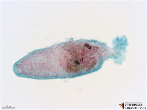 Heterophyes sp. Flukes - MONSTER HUNTER'S GUIDE TO: VETERINARY PARASITOLOGY