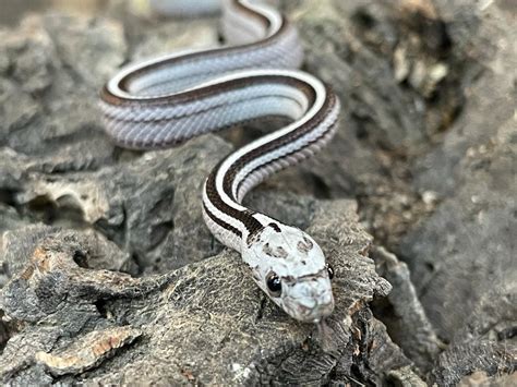 Anery Stripe Corn Snake Pantherophis Guttatus Coast To Coast Exotics