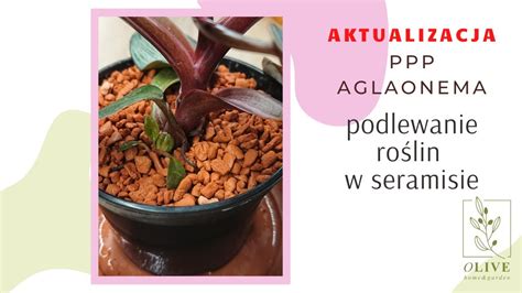 Jak podlewać rośliny w seramisie aktualizacja Philodendron Pink