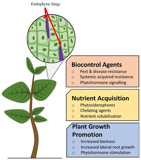 Endophytes In Agricultural Crops Encyclopedia Mdpi