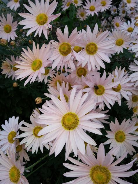 Welcome to the Pitt County Arboretum: FALL MUMS