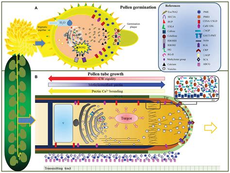 Frontiers A Complex Journey Cell Wall Remodeling Interactions And