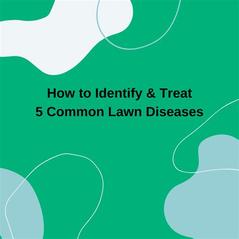 How To Identify And Prevent 5 Common Lawn Diseasesn Lawnbright