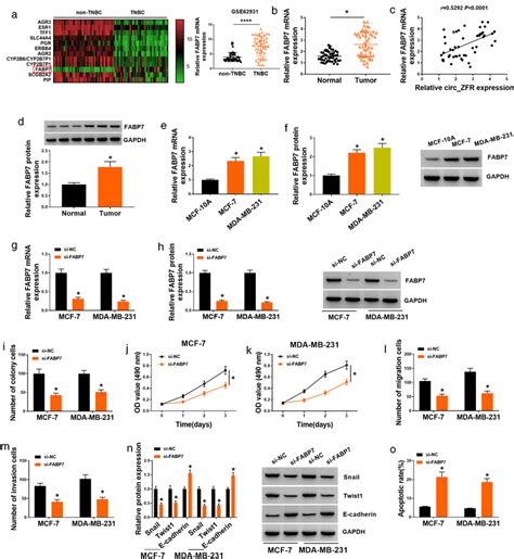 Downregulation Of Fabp Repressed Proliferation Migration Invasion