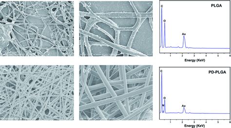 Scanning electron microscope images and energy dispersive X-ray ...
