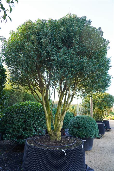 Prunus lusitanica - Portuguese laurel multi stem tree | The Plant Collector