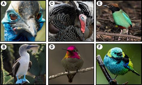 Figure From Cellular And Developmental Basis Of Avian Structural