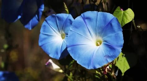 Discovering When Do Heavenly Blue Morning Glories Bloom