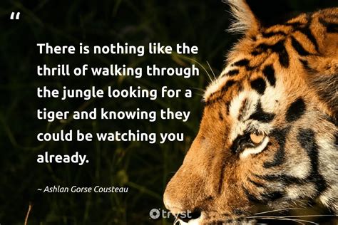 77 Tiger Quotes And Sayings Reflecting Fierce Beauty 2025