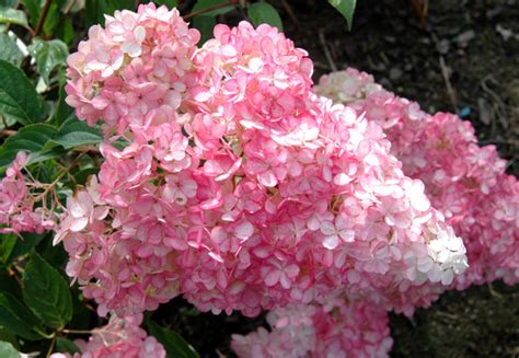 Гортензия метельчатая Strawberry Blossom (ydrangea paniculata Строберри ...