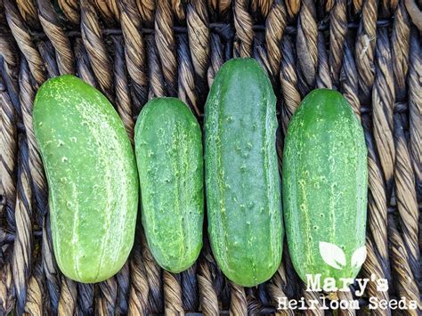 Boston Pickling Cucumber Marys Heirloom Seeds