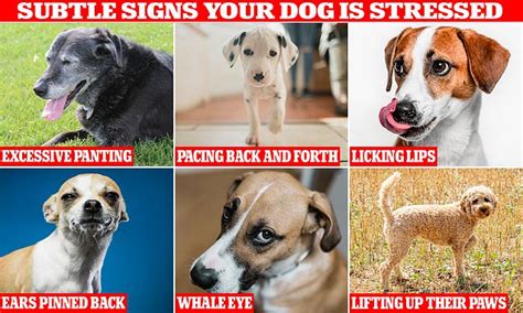 Vets Reveal The Subtle Signs That Your Dog Might Be Stressed Daily