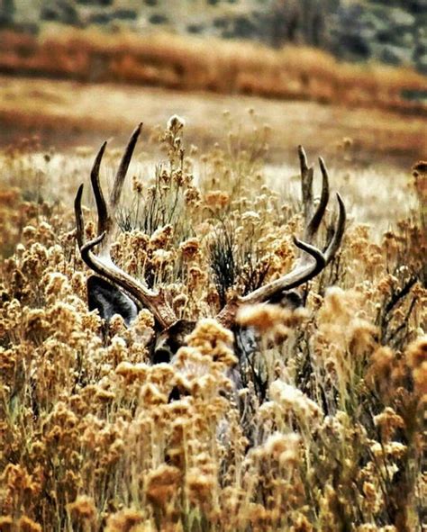 1296 best Mule Deer and Mule Deer Hunting images on Pinterest