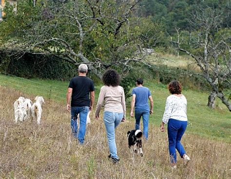 Wecandoo Découvrez un élevage de chèvres Angora et leur belle toison